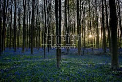 Niebieski las Hallerbos w Belgii