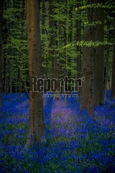Niebieski las Hallerbos w Belgii