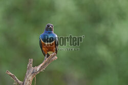 Kenia, Park Narodowy Tsavo West