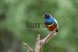 Kenia, Park Narodowy Tsavo West