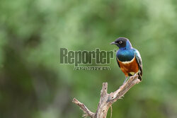 Kenia, Park Narodowy Tsavo West