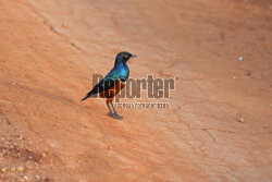 Kenia, Park Narodowy Tsavo West