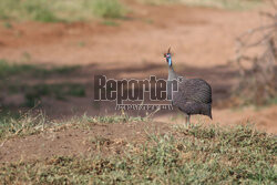 Kenia, Park Narodowy Tsavo West