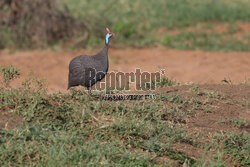 Kenia, Park Narodowy Tsavo West