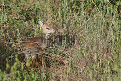 Kenia, Park Narodowy Tsavo West