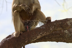 Kenia, Park Narodowy Tsavo West