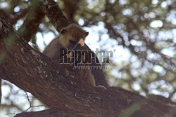 Kenia, Park Narodowy Tsavo West