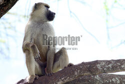 Kenia, Park Narodowy Tsavo West