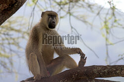 Kenia, Park Narodowy Tsavo West