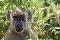 Kenia, Park Narodowy Tsavo West