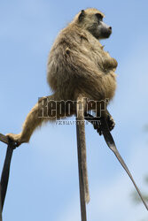 Kenia, Park Narodowy Tsavo West