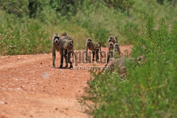 Kenia, Park Narodowy Tsavo West