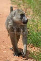 Kenia, Park Narodowy Tsavo West