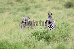 Kenia, Park Narodowy Tsavo West